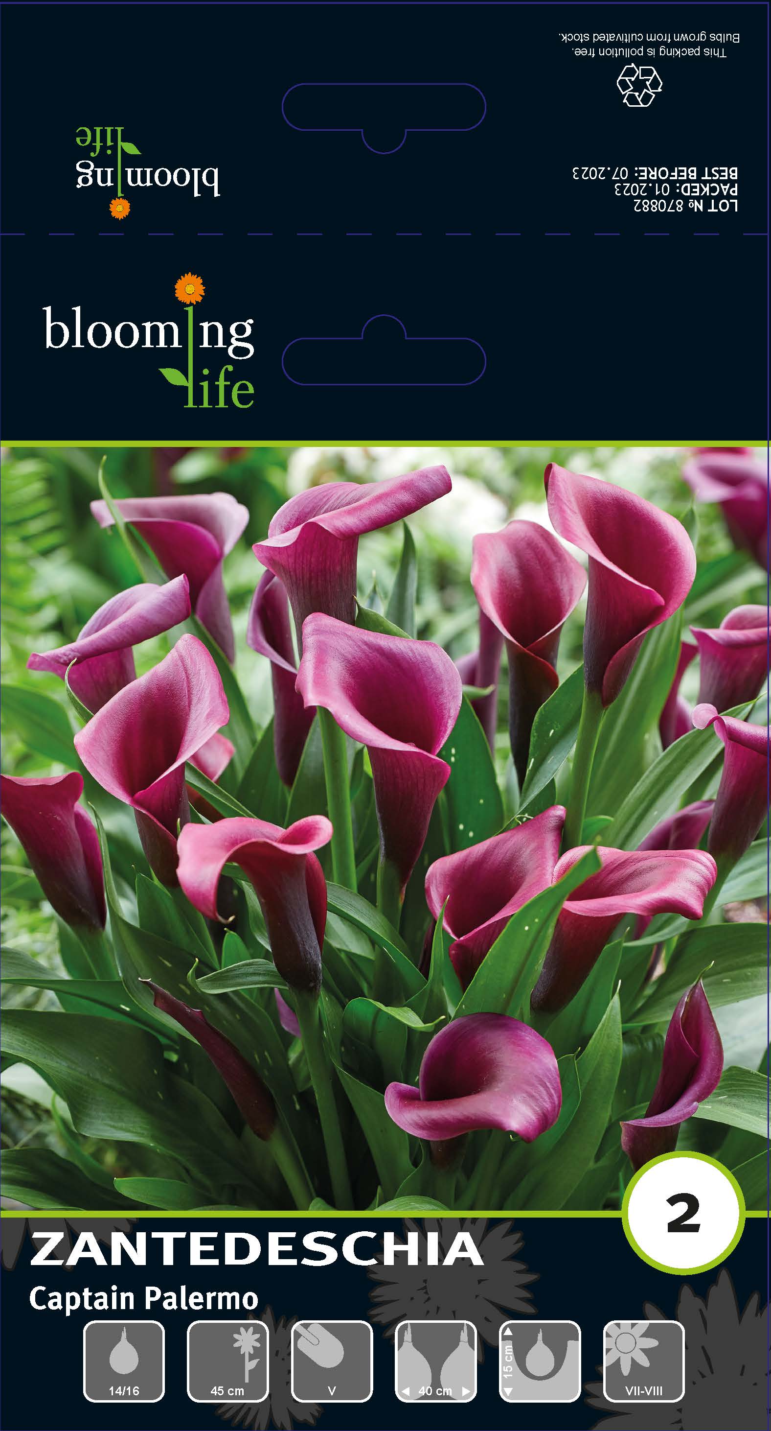 Калла Каптейн Палермо